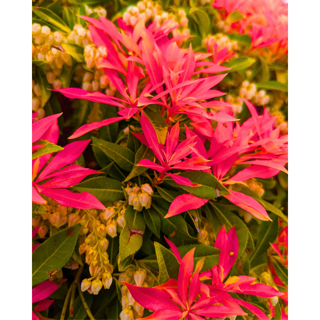 Spring Pieris Tapestry