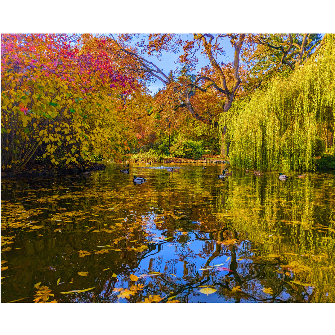 Autumn Reflections