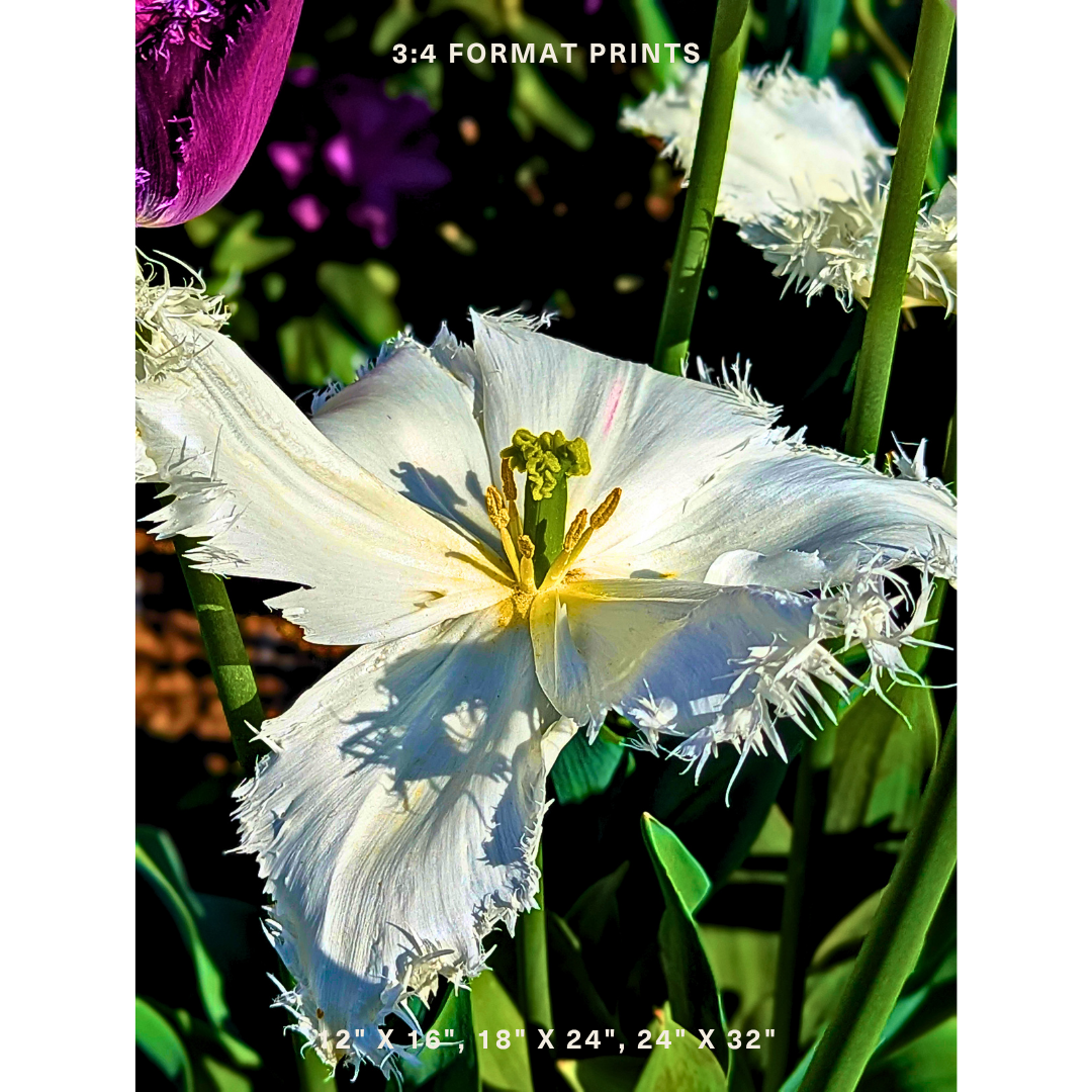 White Fringed Tulip 02