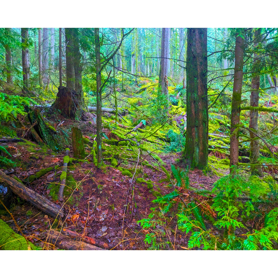 Emerald Wildwood