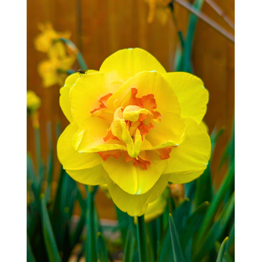 Primrose & Tangerine Rosette