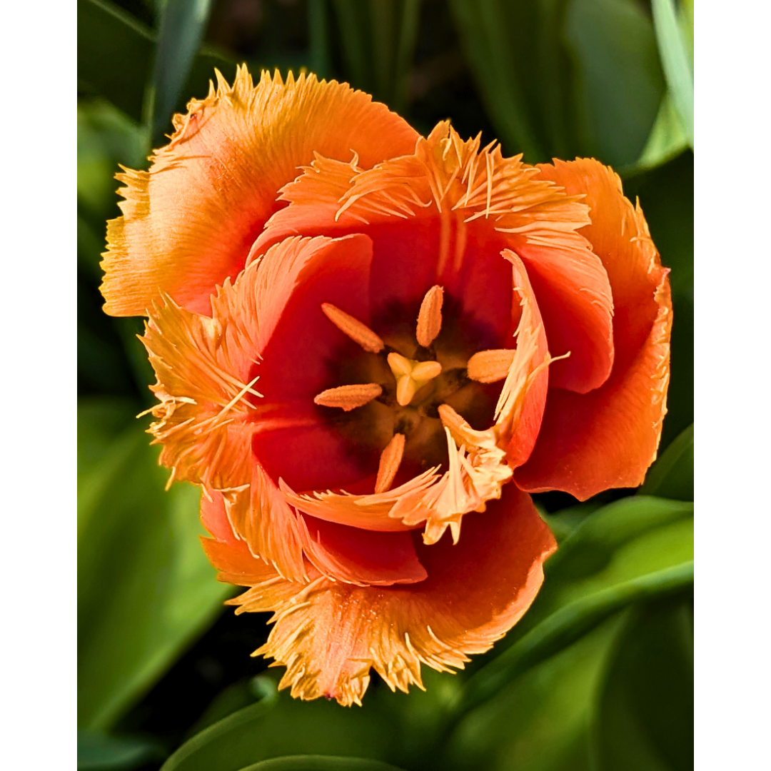 Orange Fringed Tulip 01