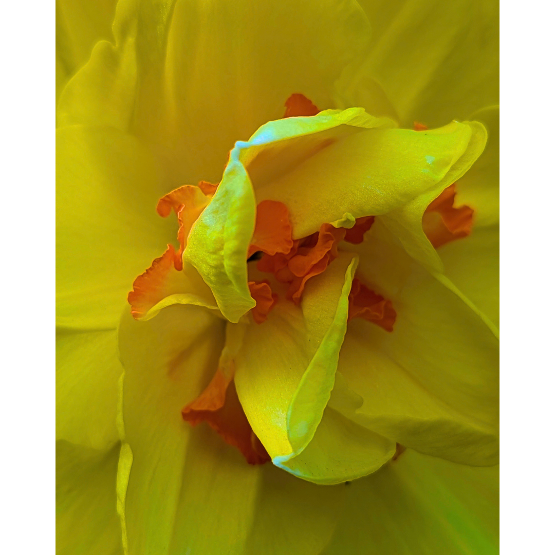 The Golden Daffodil Whorl