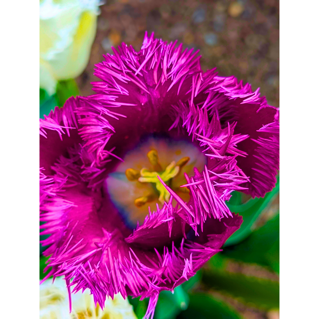Purple Fringed Tulip 02