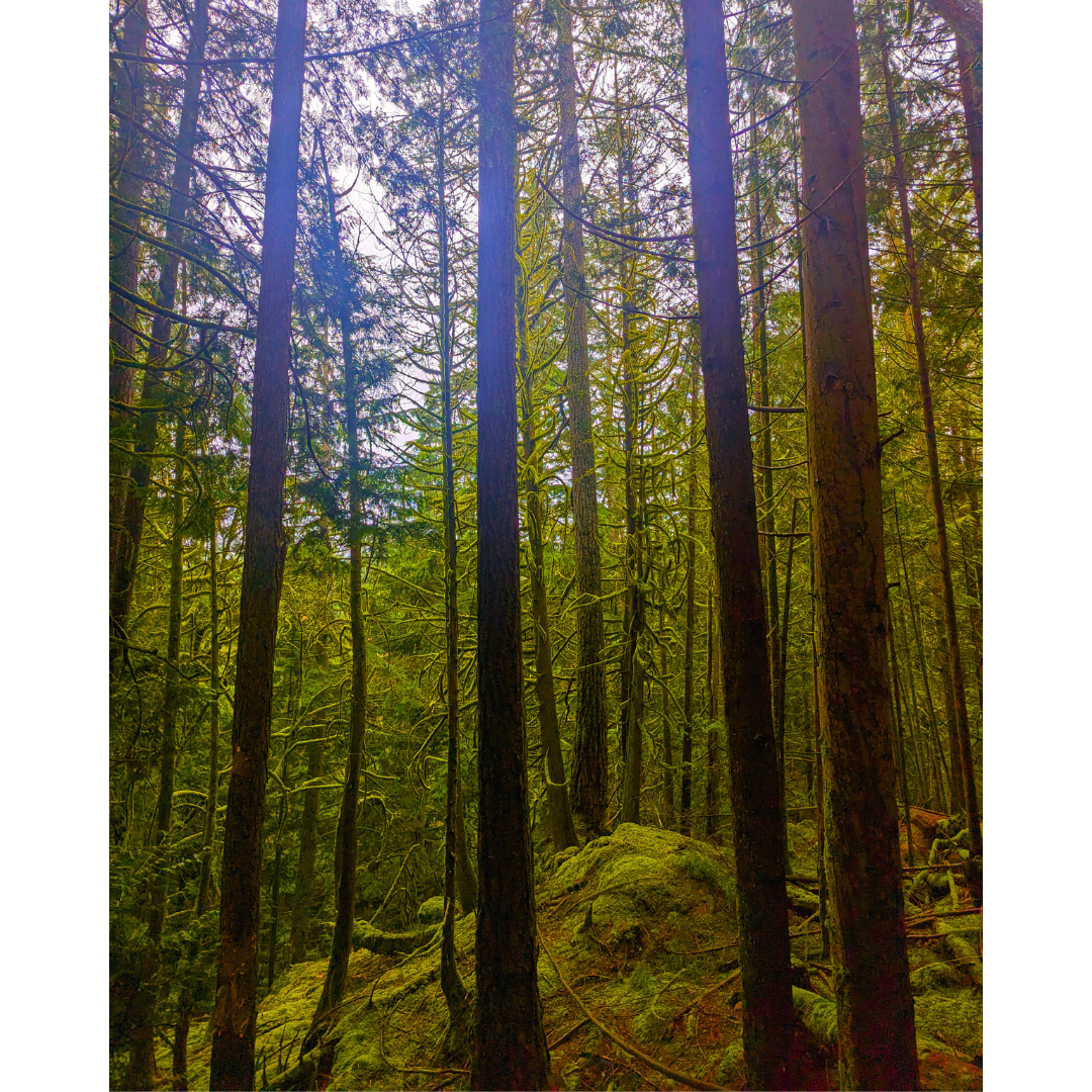 The Veiled Forest