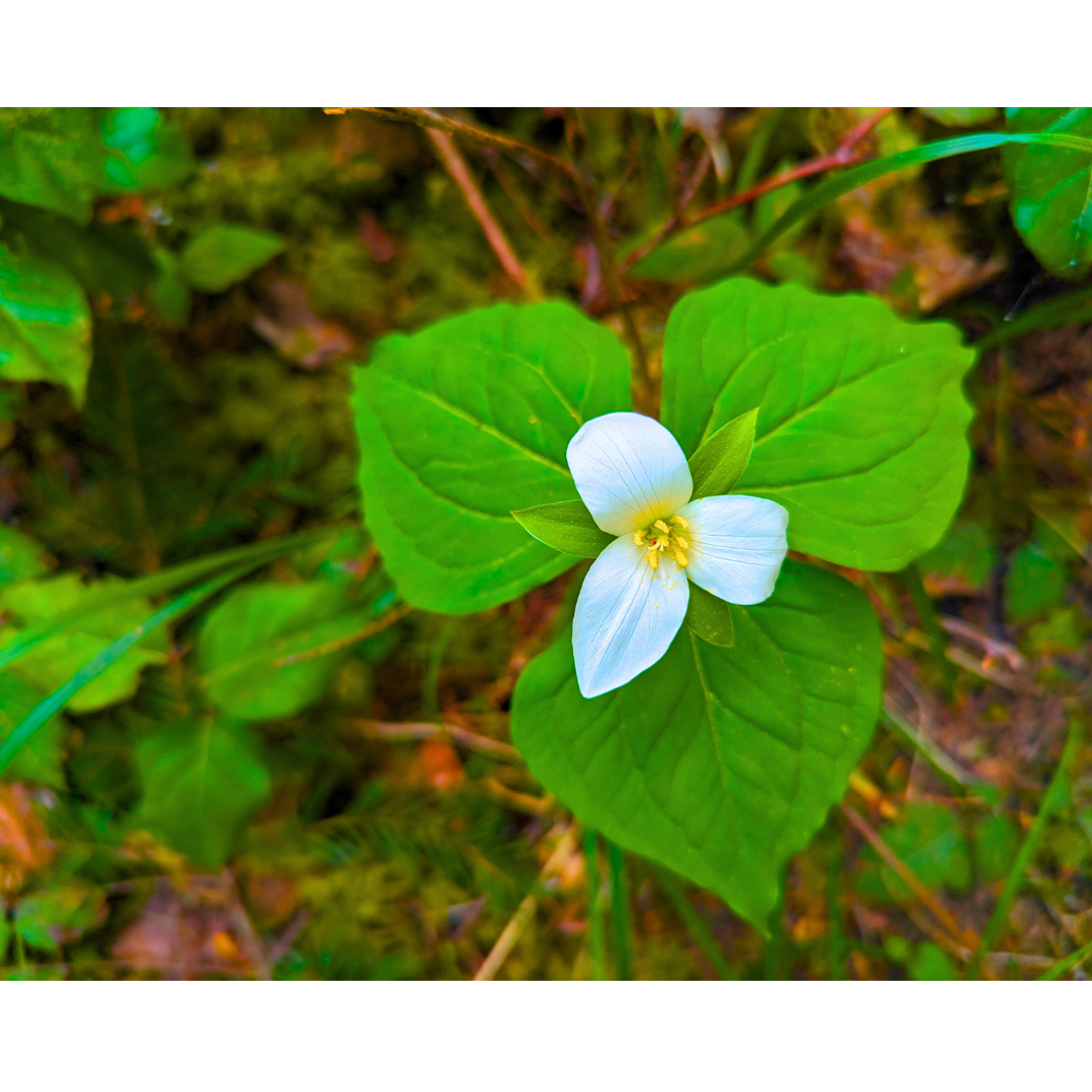 Forest Floor Solitary
