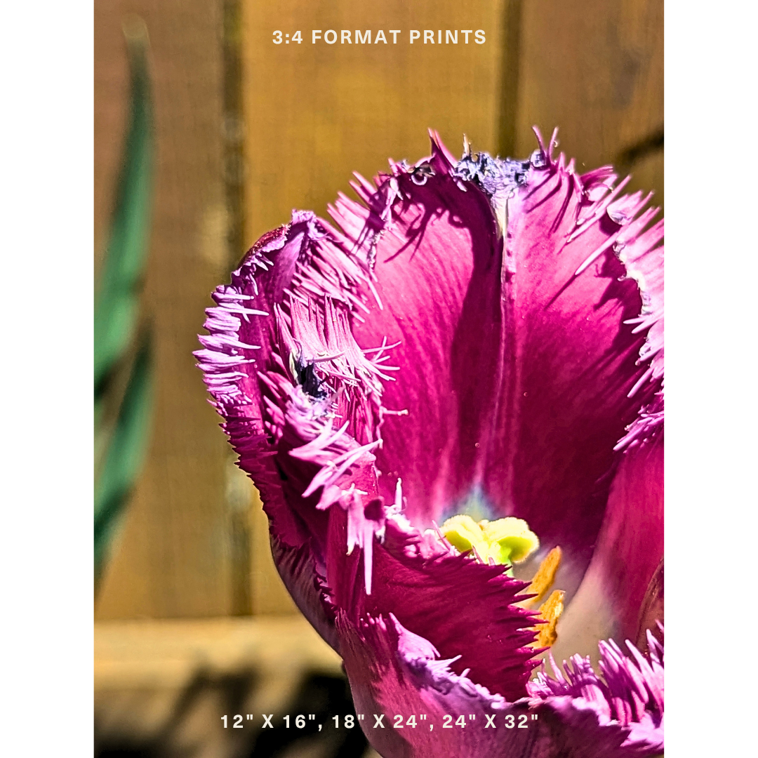 Purple Fringed Tulip 04