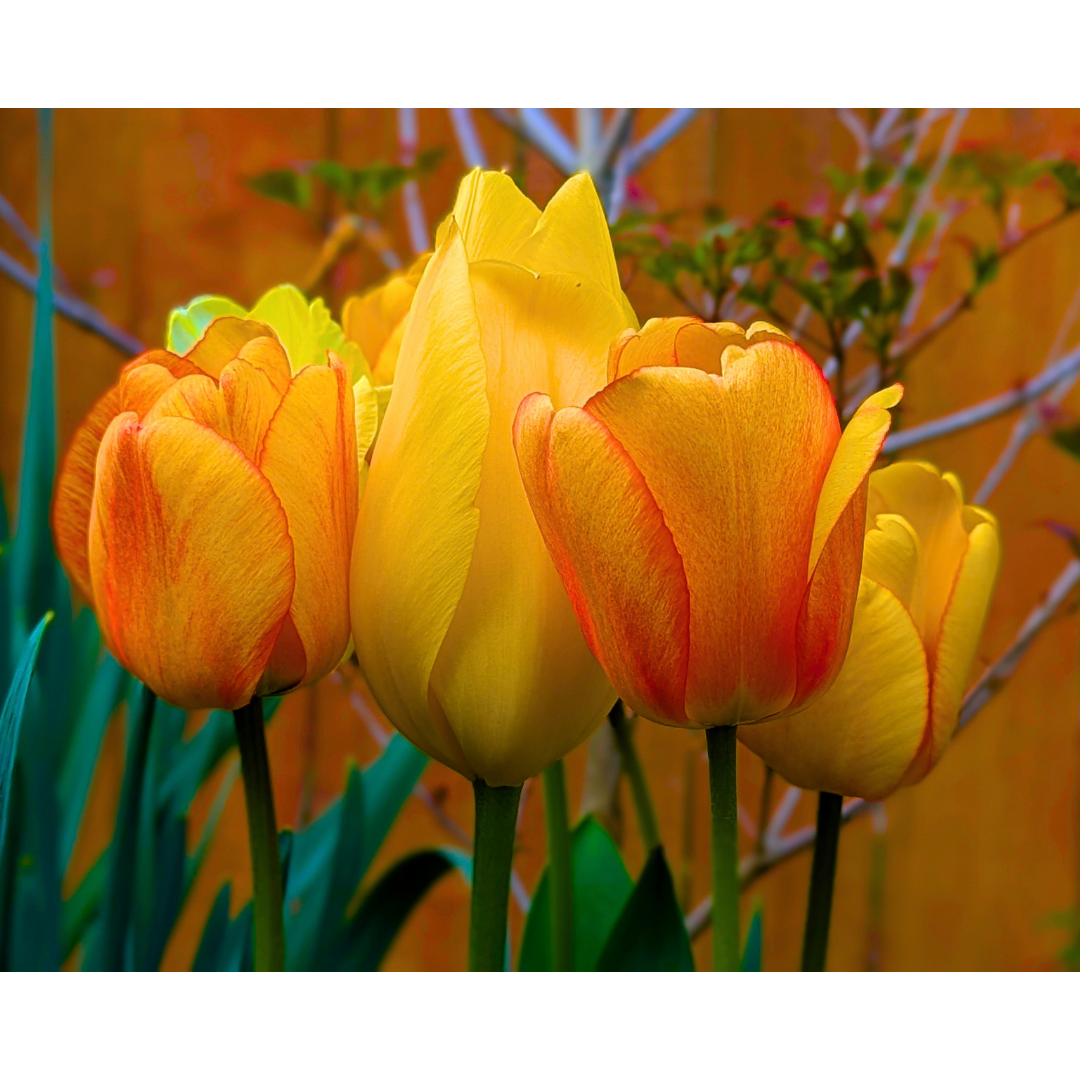 Sunlit Amber & Lemon Blooms