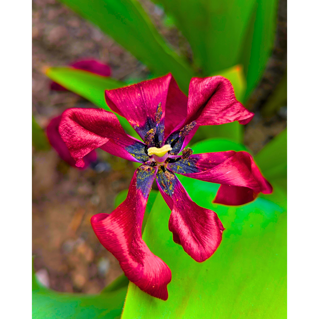 Sculped in Late Bloom