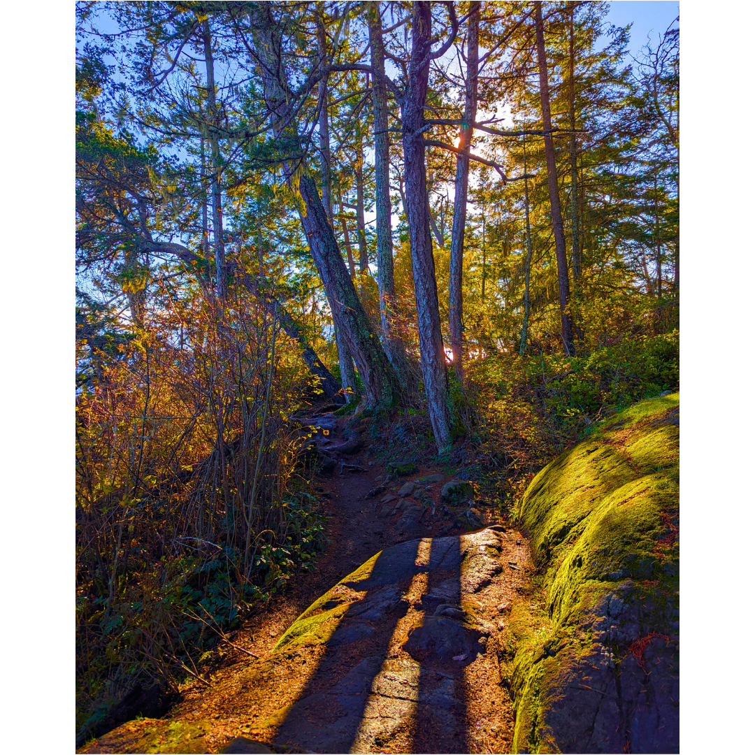 Golden Light on the Forest Trail
