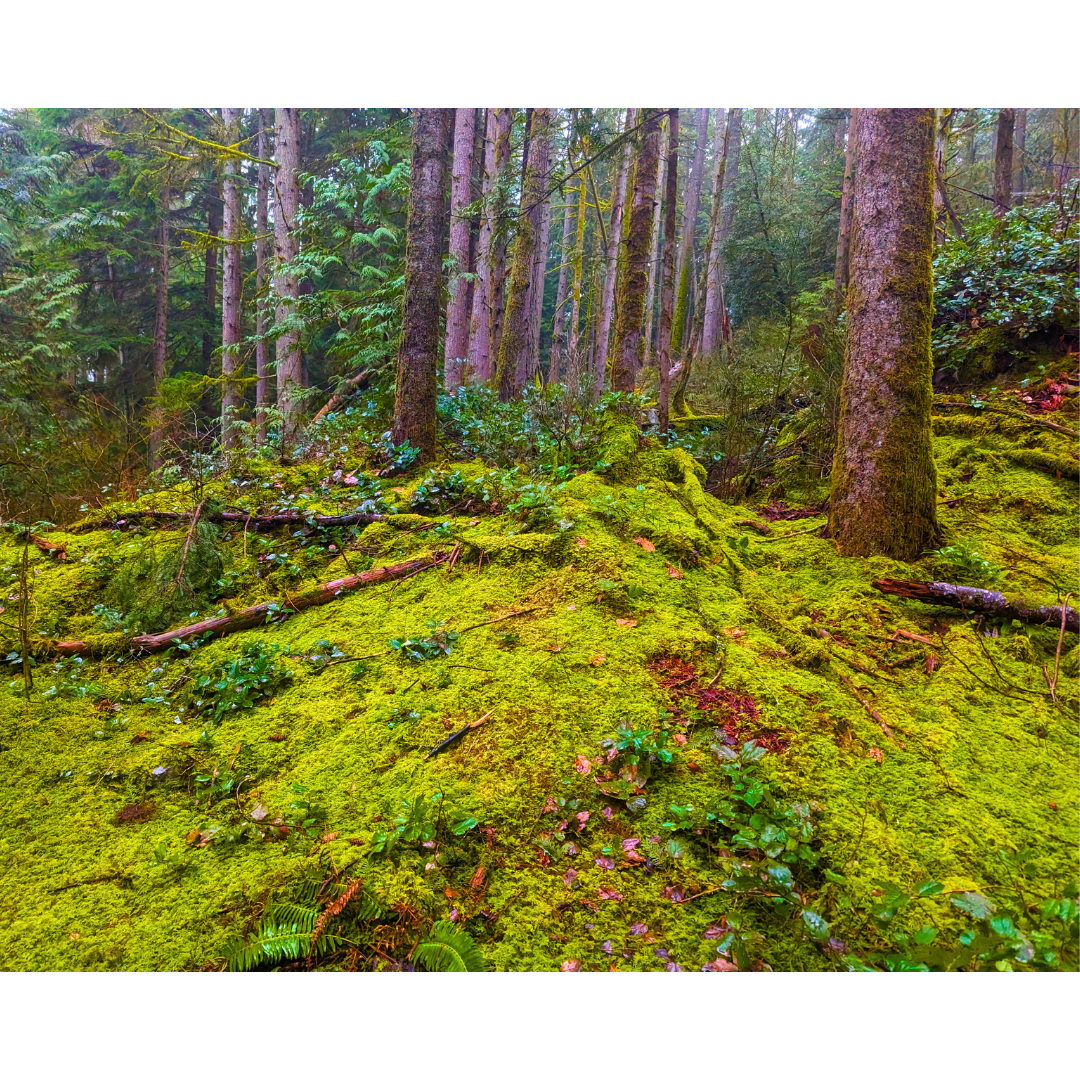 Rainforest Carpet