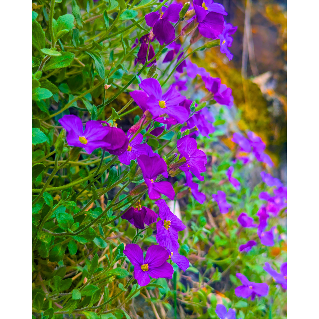 Aubrieta on Stone