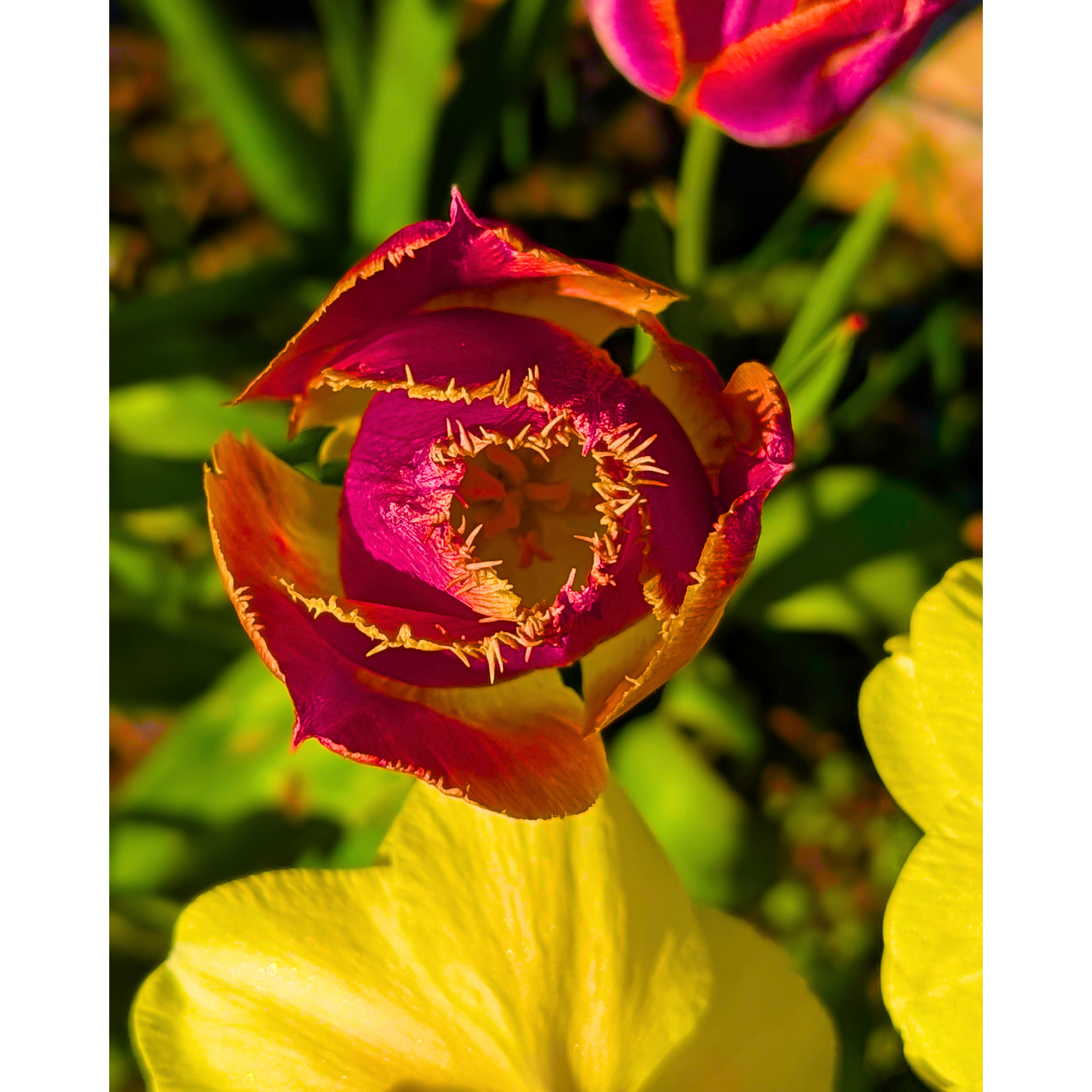 Red + Yellow Fringed Tulip 01