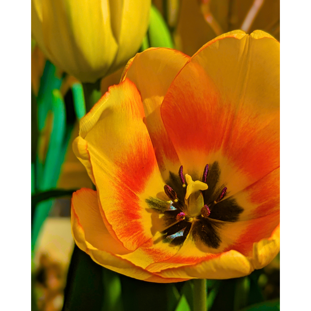 The Golden Flame Tulip