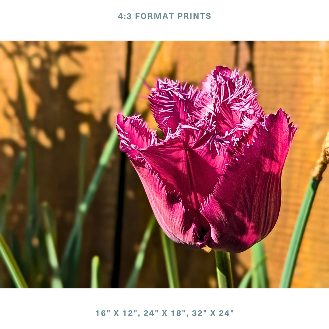 Purple Fringed Tulip 05
