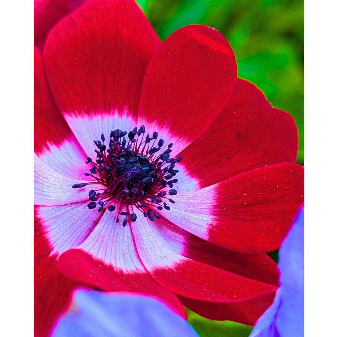Heart of the Poppy Anemone