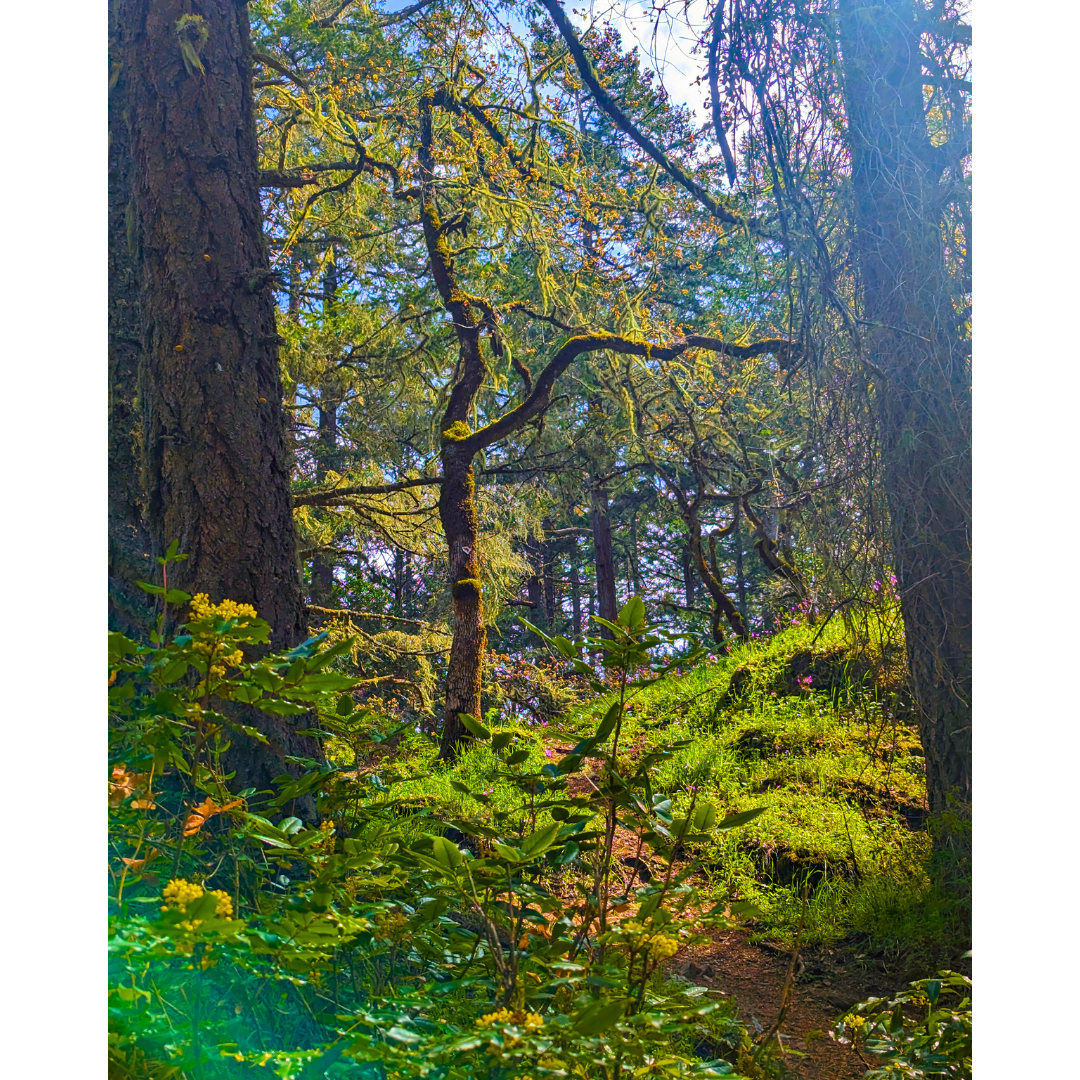 Sunlit Mahonia Trail