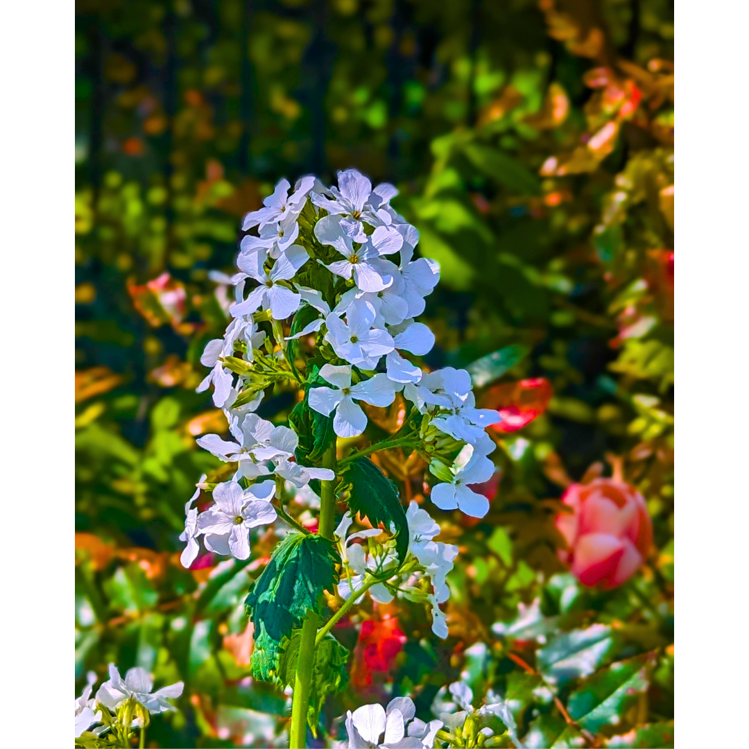 White Honesty 01