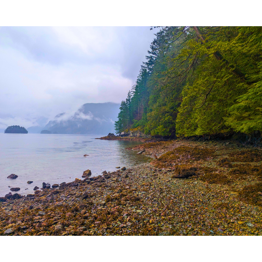 Misty Inlet Shore