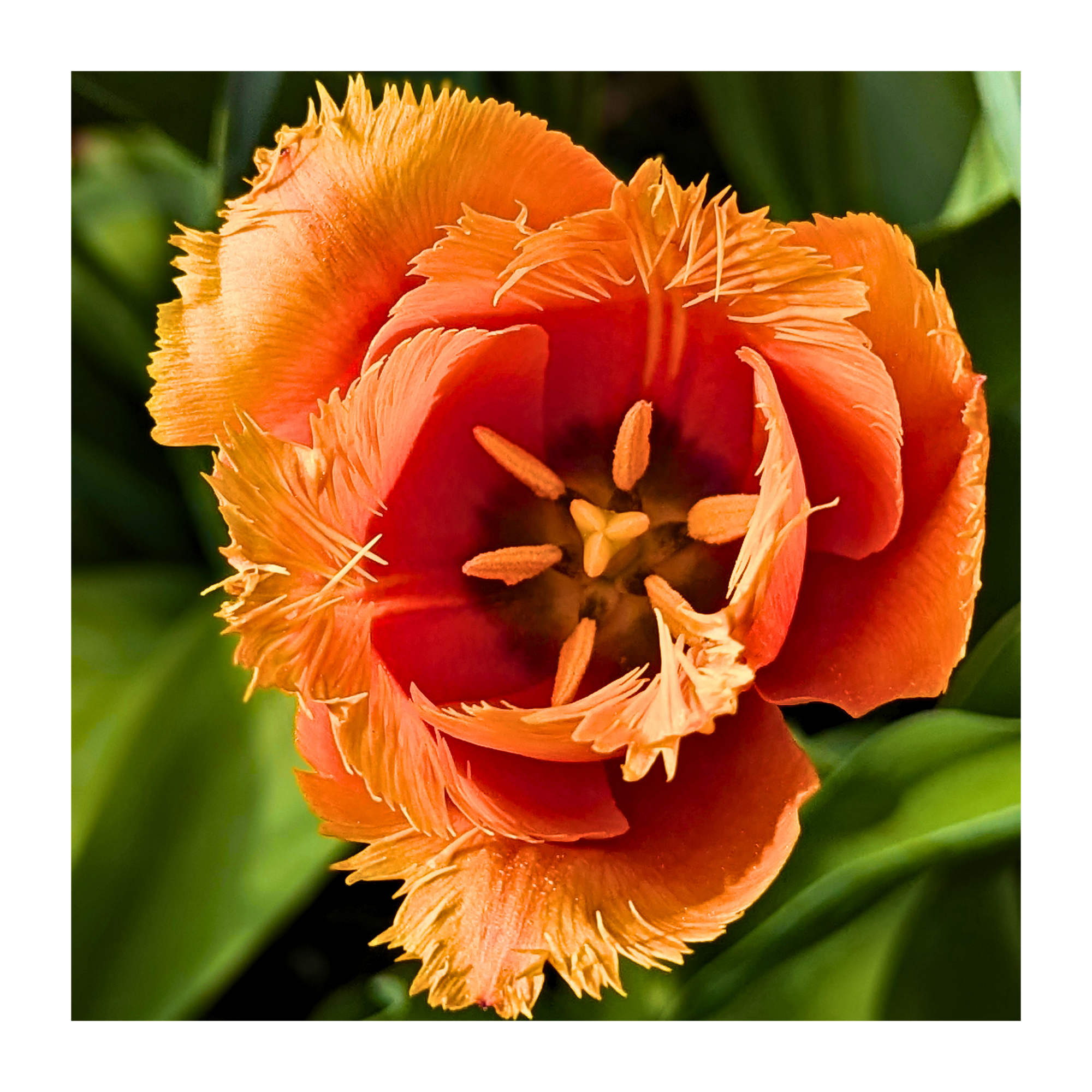 Vibrant Fringed Orange Tulip 01 | Digital Print