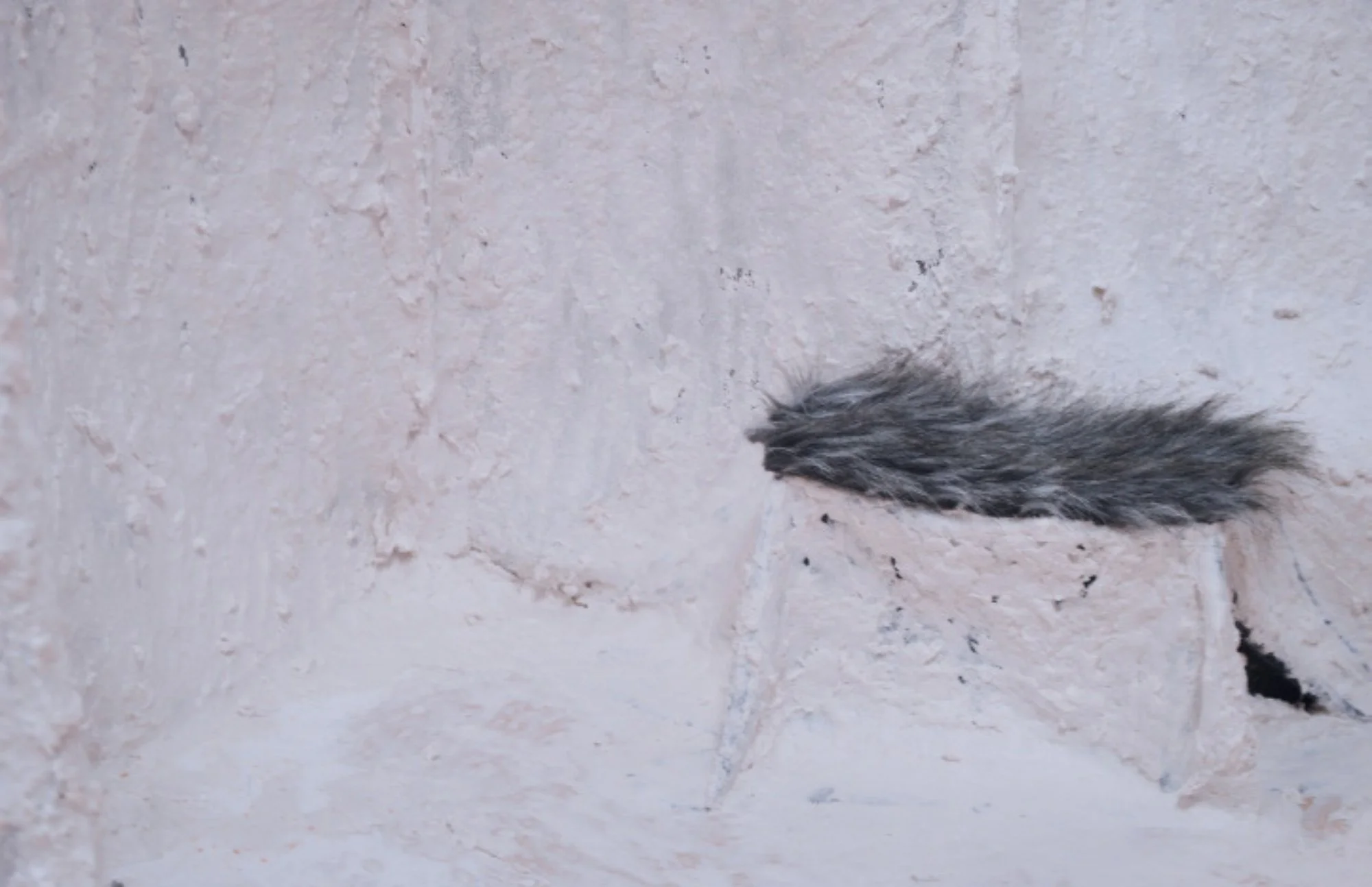 A furry black and white animal, likely a skunk, sitting on a light-colored textured surface.