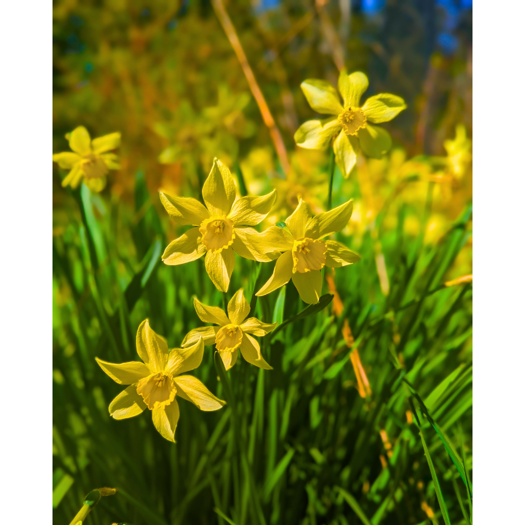 Yellow Daffodils 01