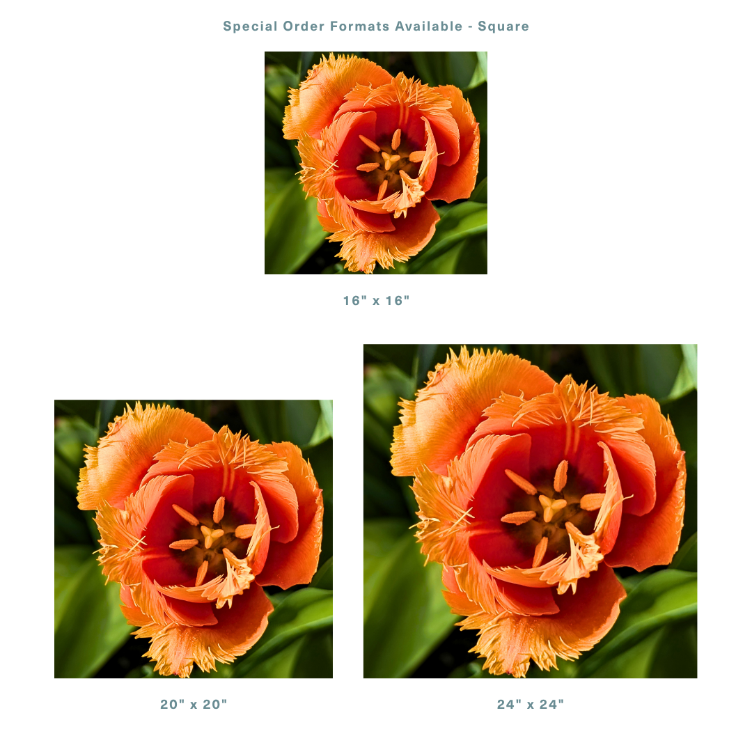 Vibrant Fringed Orange Tulip (4).png