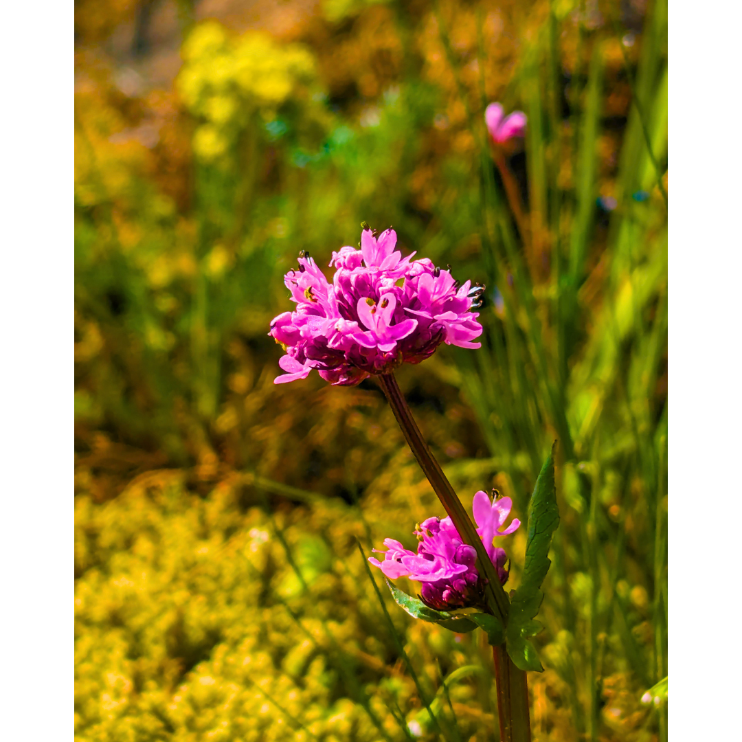 Bluffside Bloom
