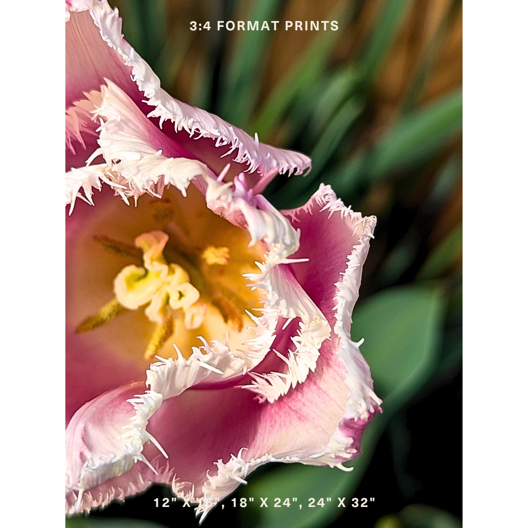 Pink & White Fringed Tulip 03