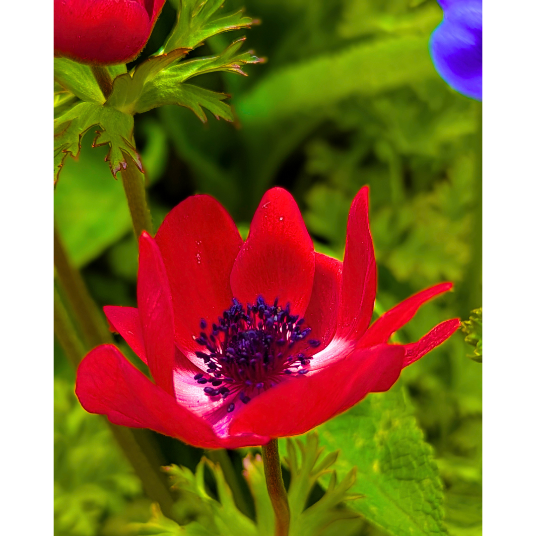 The Red & Spun-Silver Bloom