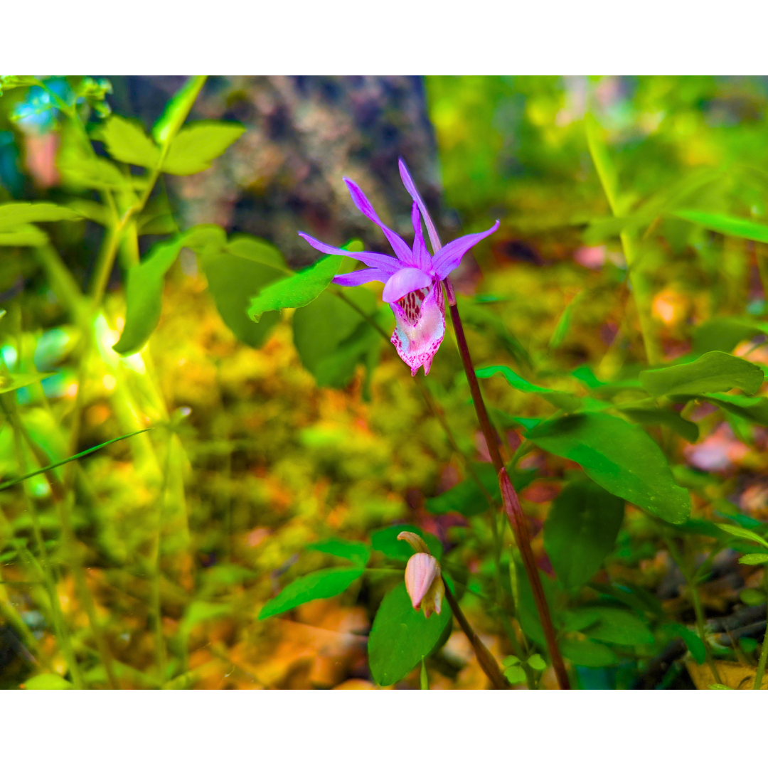 Jewel of the Forest Floor