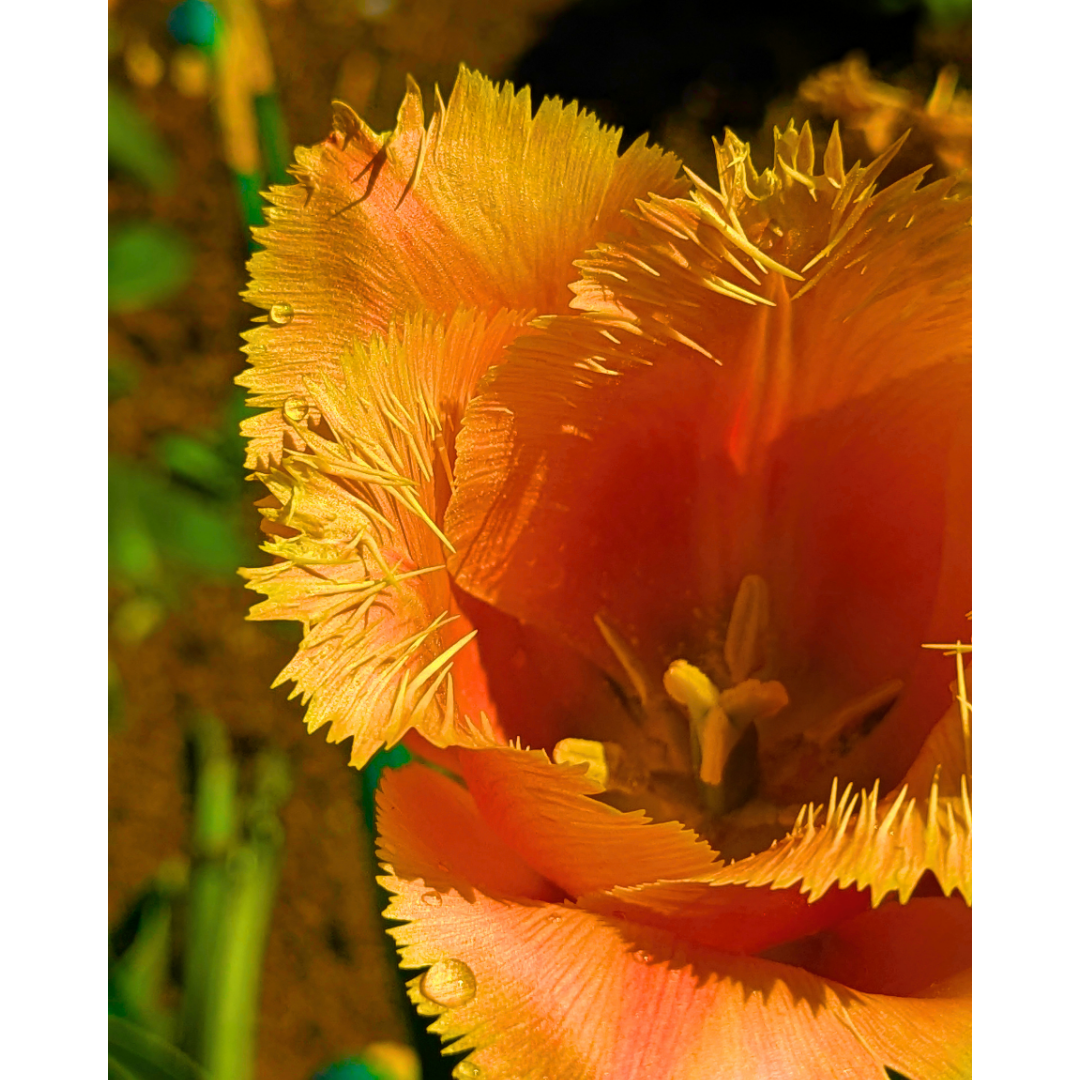Orange Fringed Tulip 04