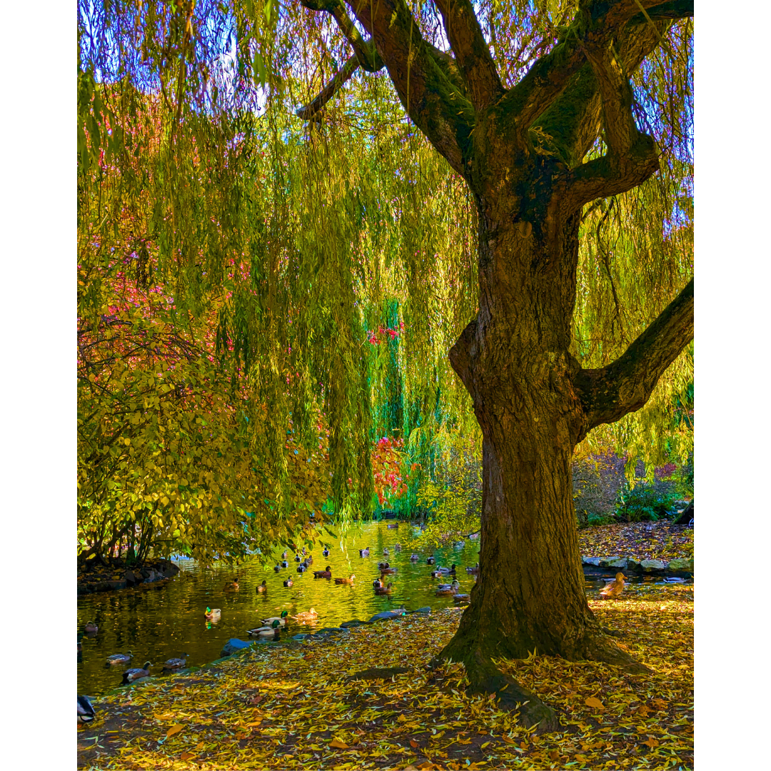 Draped in Autumn Gold