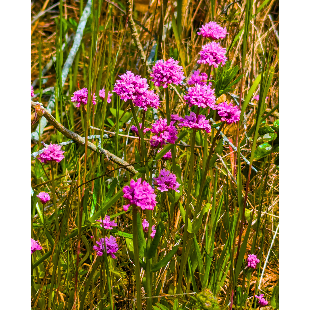 Sea Blush Meadow