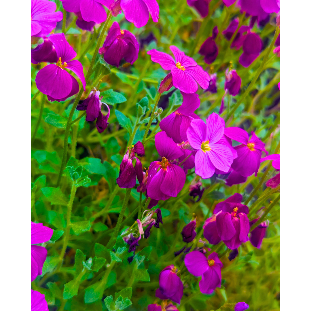 Magenta Tapestry