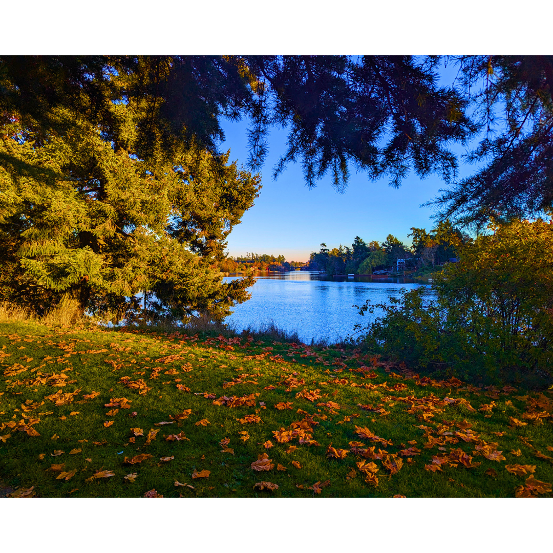 Autumn Canopy by the Inlet