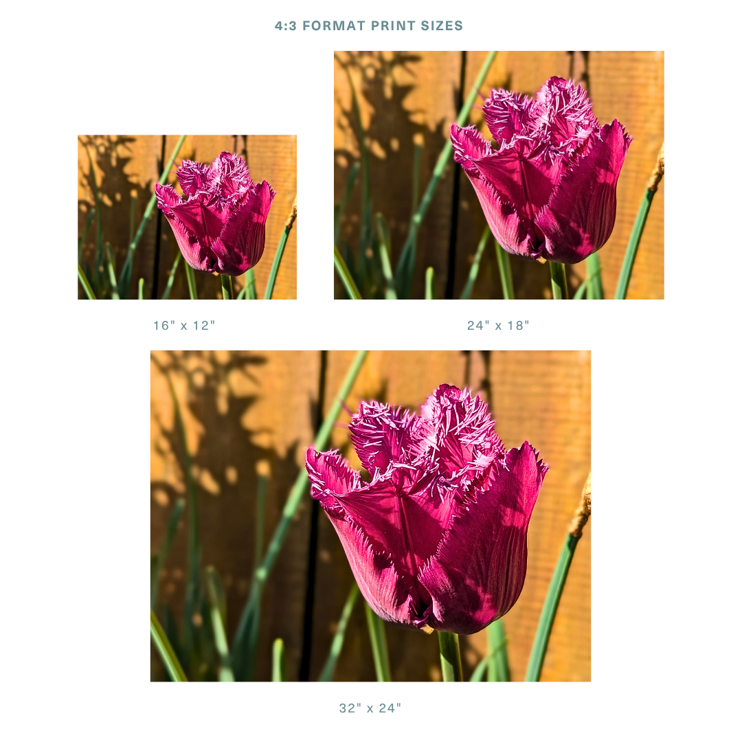Formats 2.png