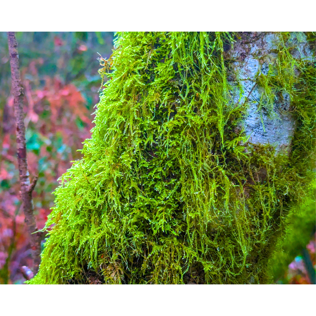 Cat-Tail Moss Cascade