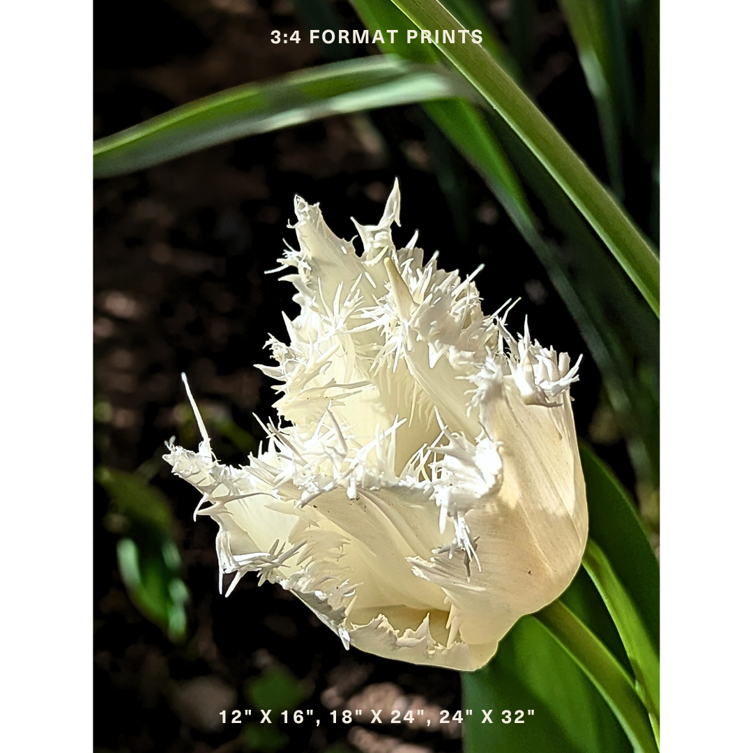 White Fringed Tulip 05