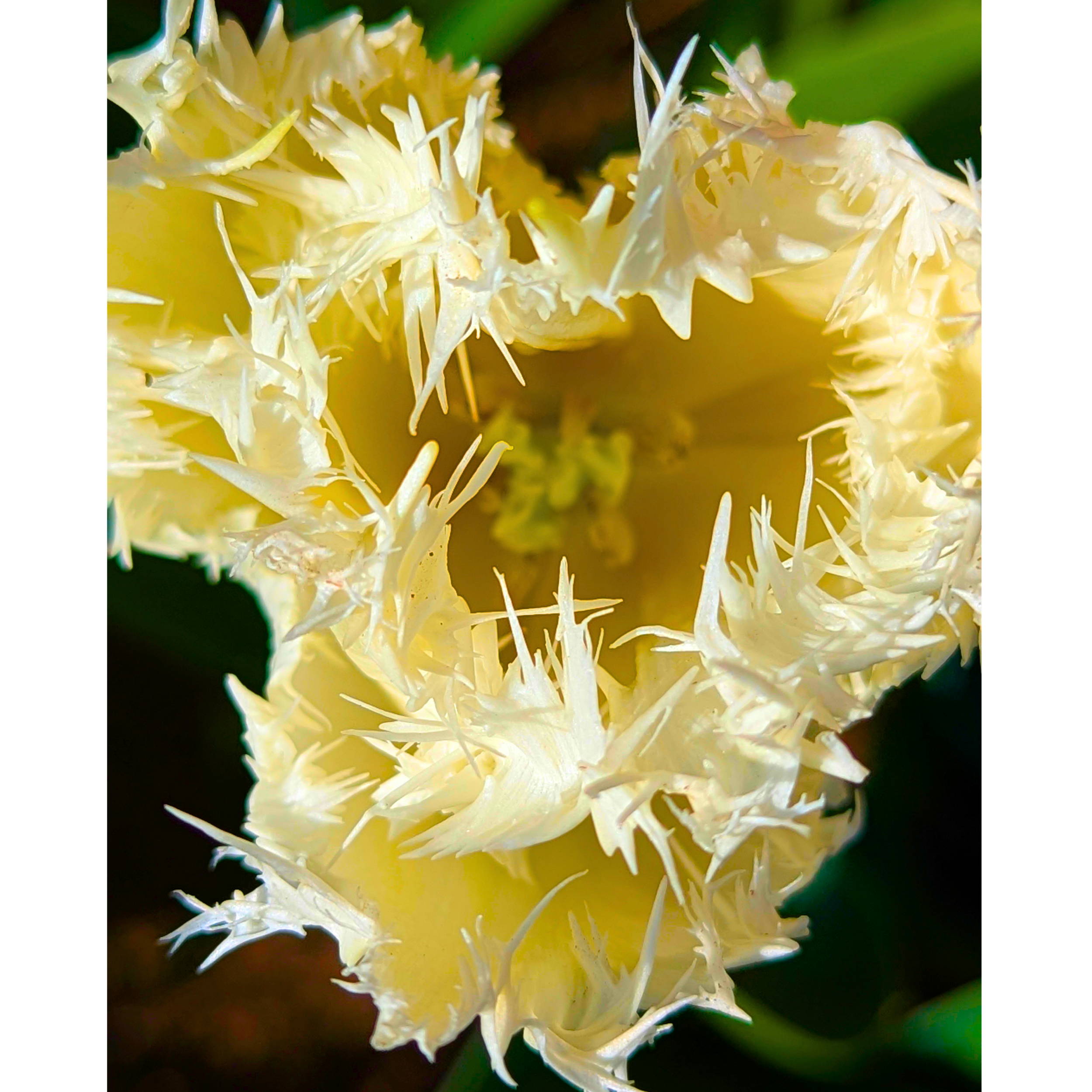 Yellow + White Fringed Tulip 04