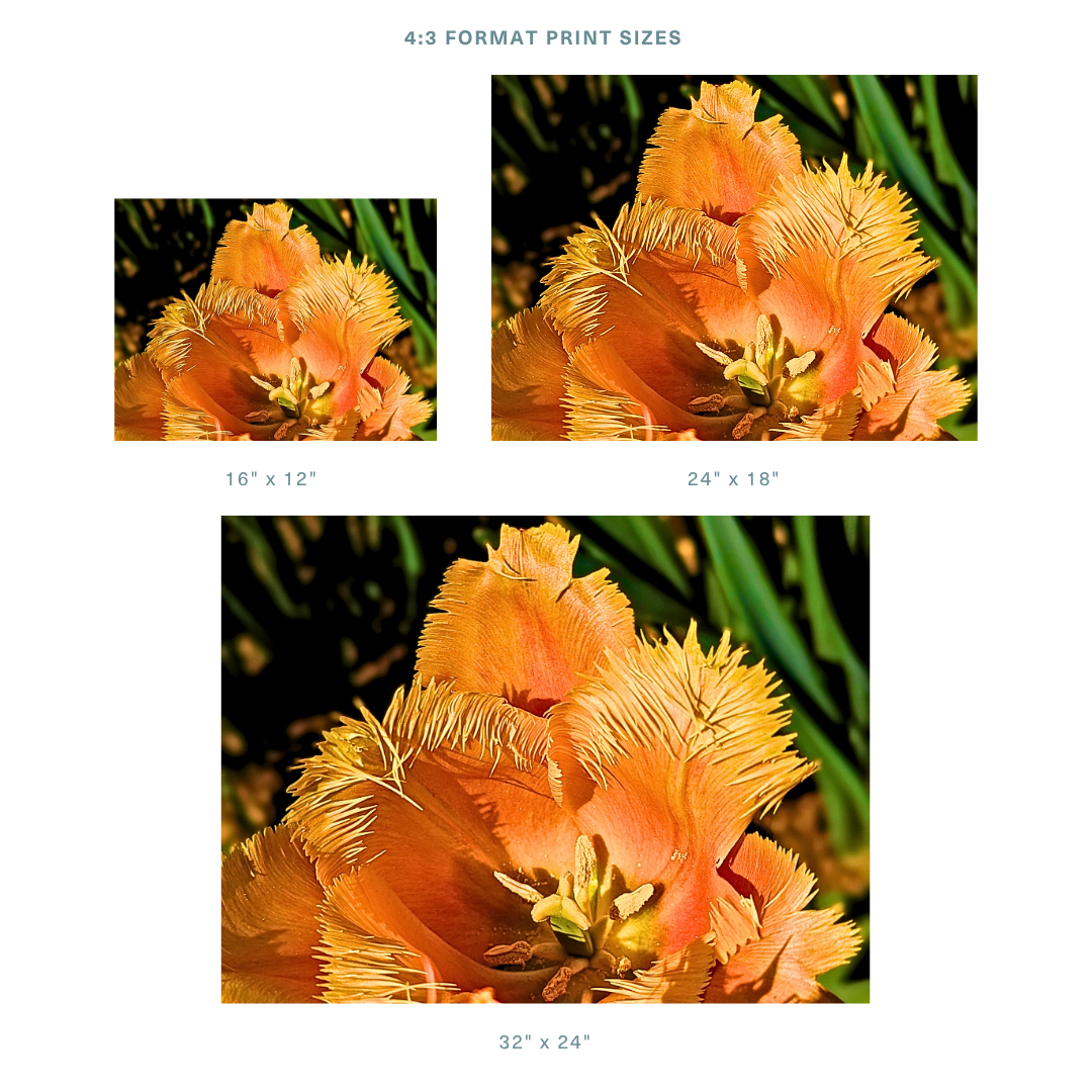 Formats 2.png