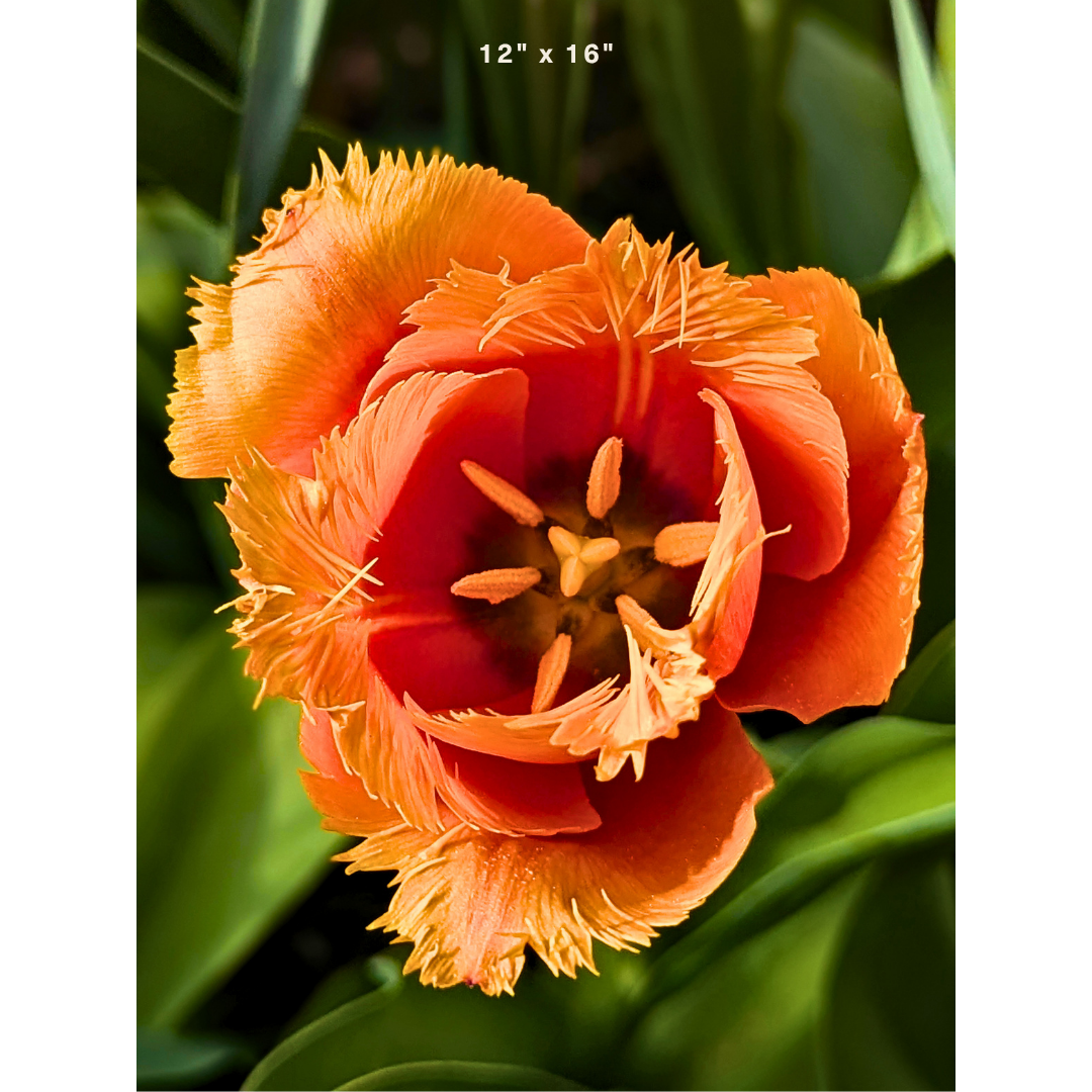 Fringed Orange Tulip 01