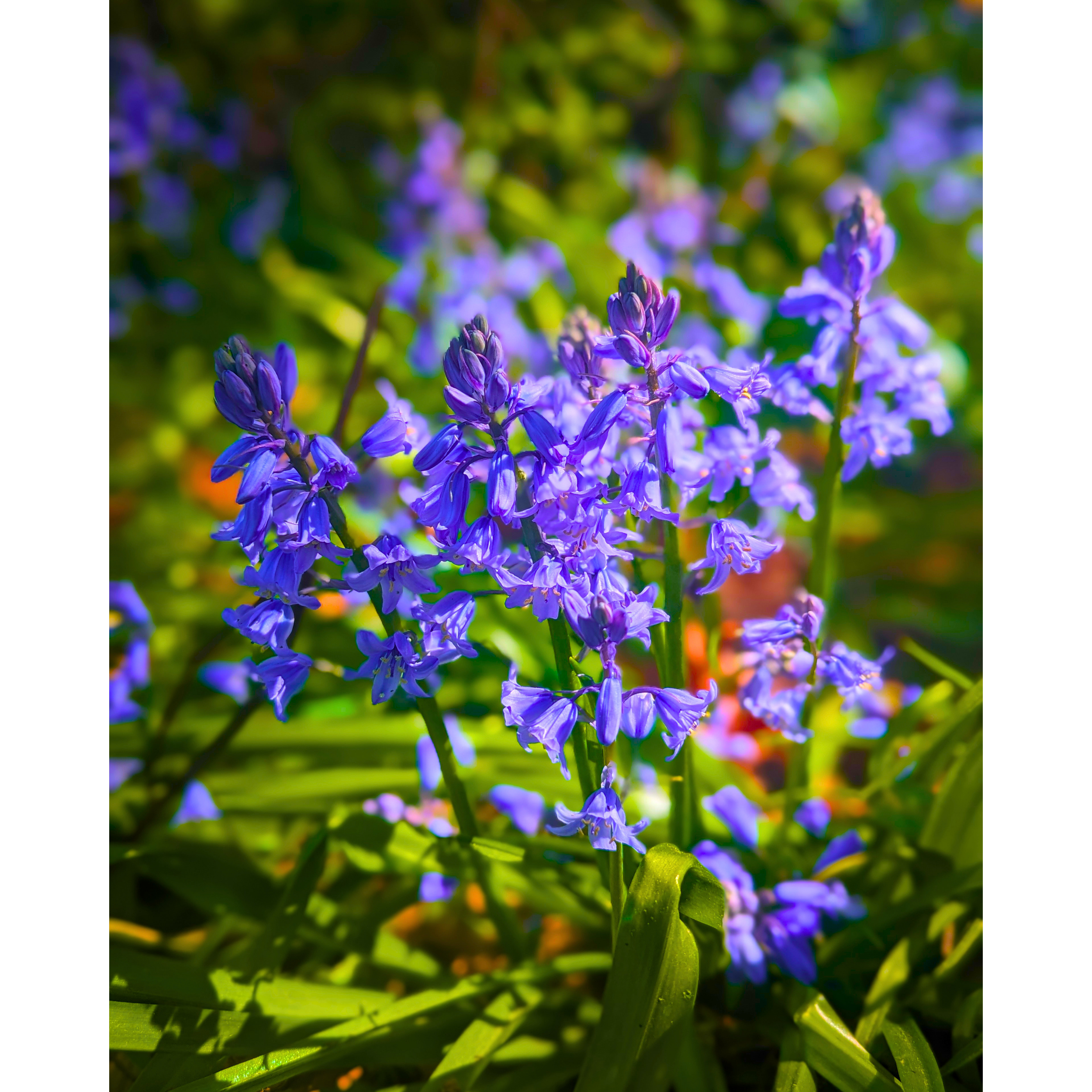 Spanish Bluebells 01