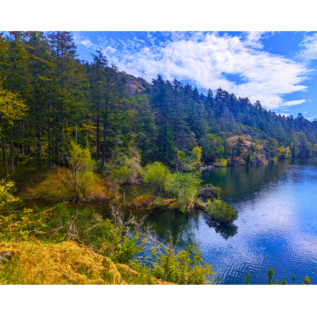 Tranquil Shoreline Cove