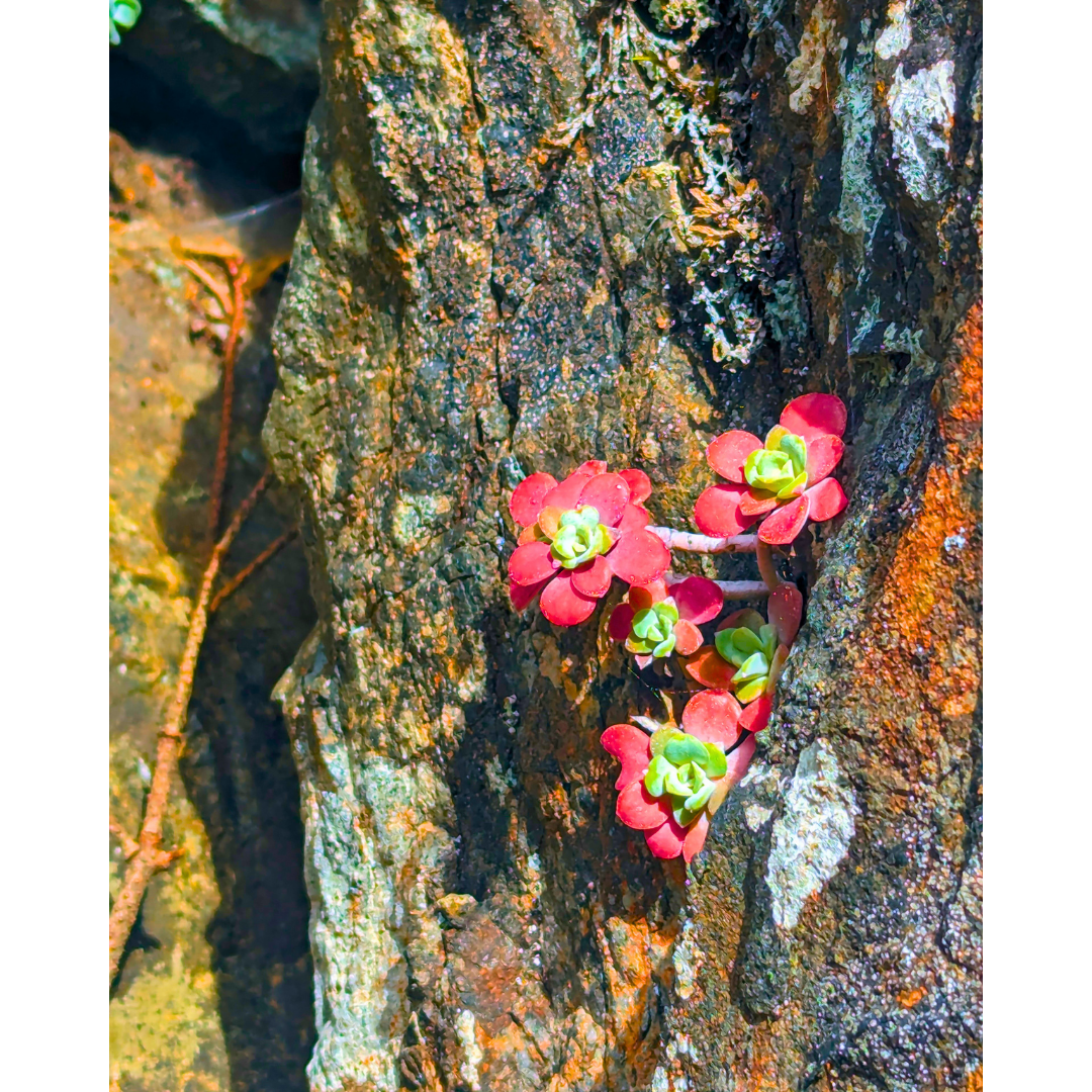 Crimson Crevice