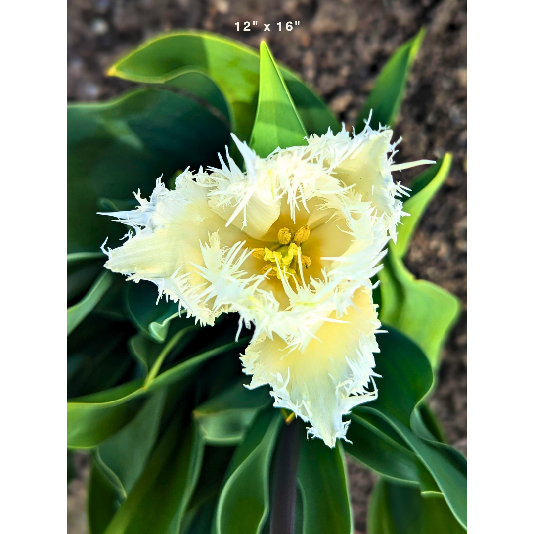 Fringed White Tulip 01