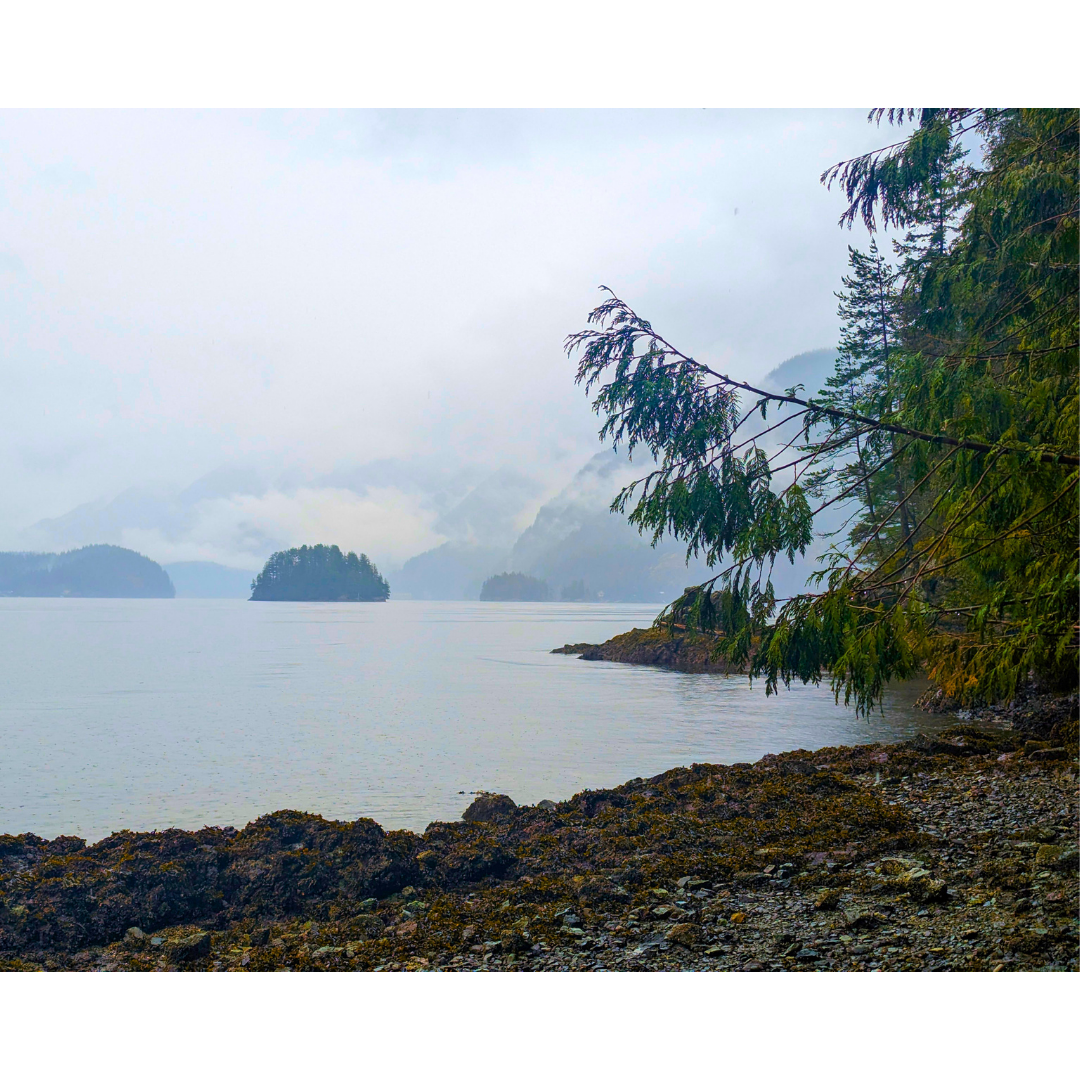 Misty Inlet Solitude
