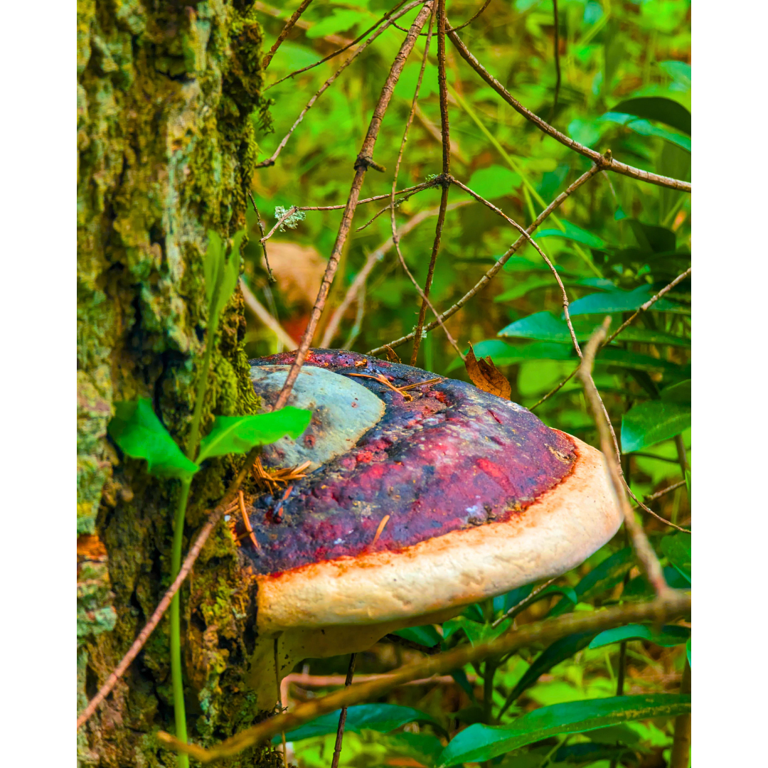 Forest Shelf