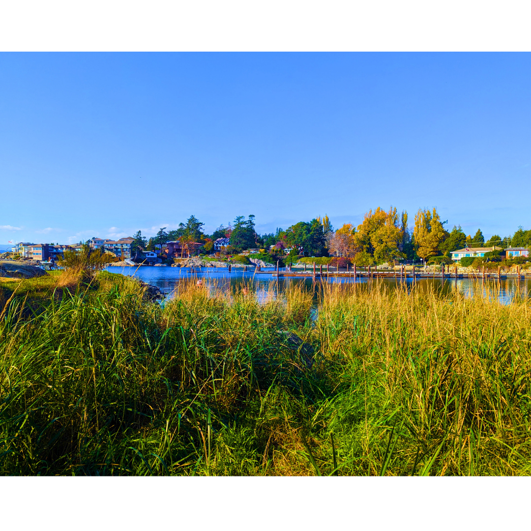 Reeds Along the Harbour