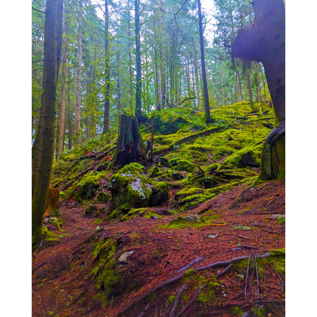 Enchanted Forest Slope